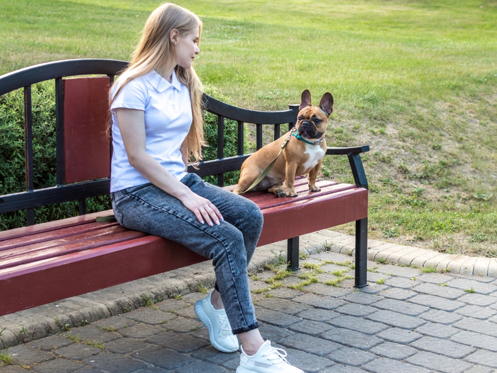 Mastering Dog Socialization: Expert Tips from K9 Principles in Hamilton