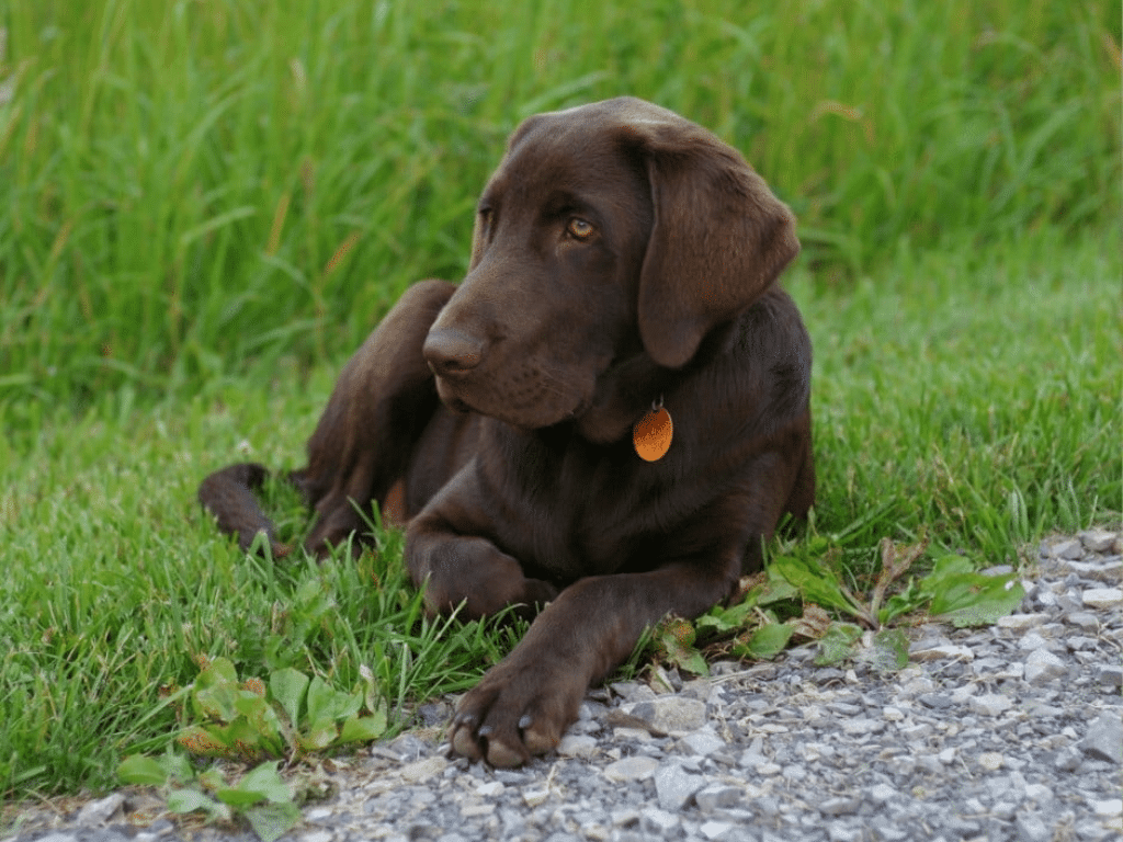 Dog Training Tips for Managing Stress in Dogs | Hamilton