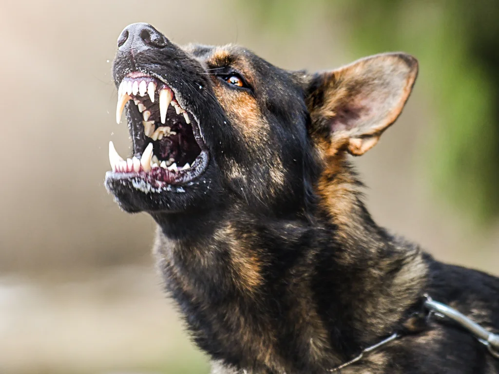 What is Dog Aggression and How to Deal with It