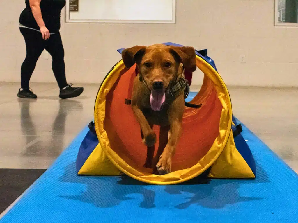 Dog Agility Training in Caledonia: Enhancing Physical and Mental Health