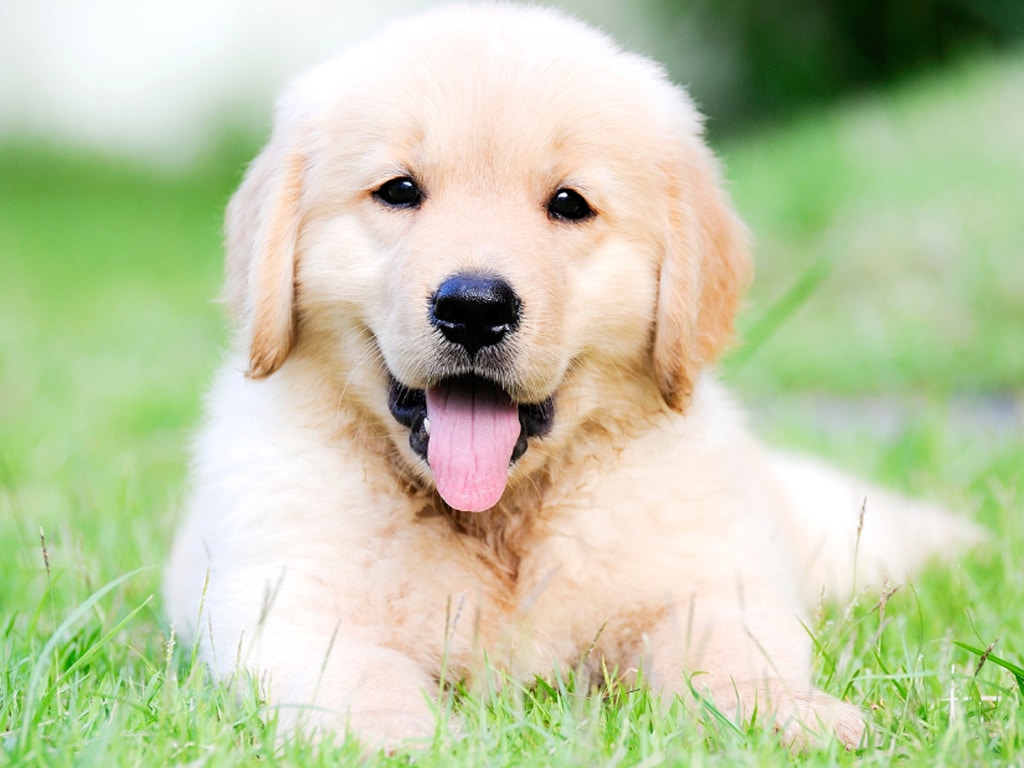 Embracing the Journey: Nurturing a Strong Bond with Your New Puppy