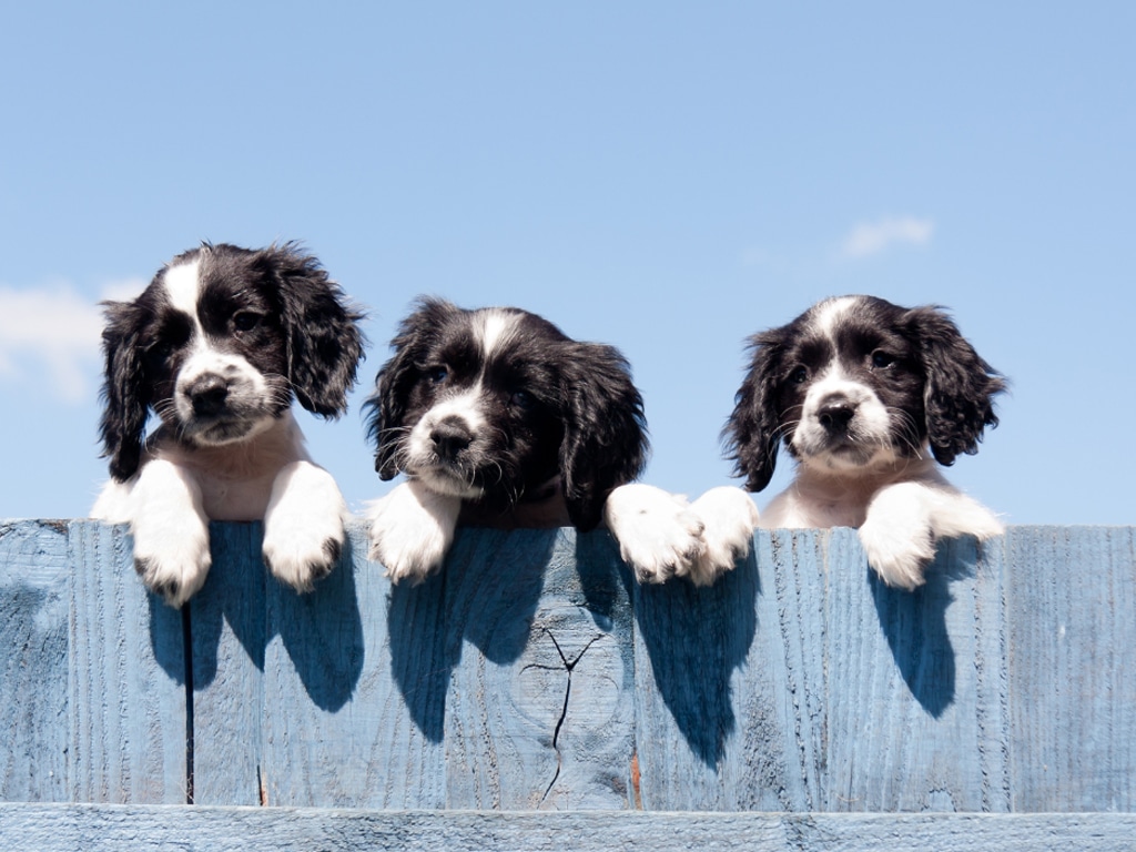 A-Comprehensive-Guide-to-Successful-Rescue-Dog-Adoption-K9Principles