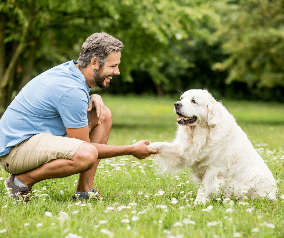 How to Integrate a New Dog into a Multi-Dog Household: Tips for Success
