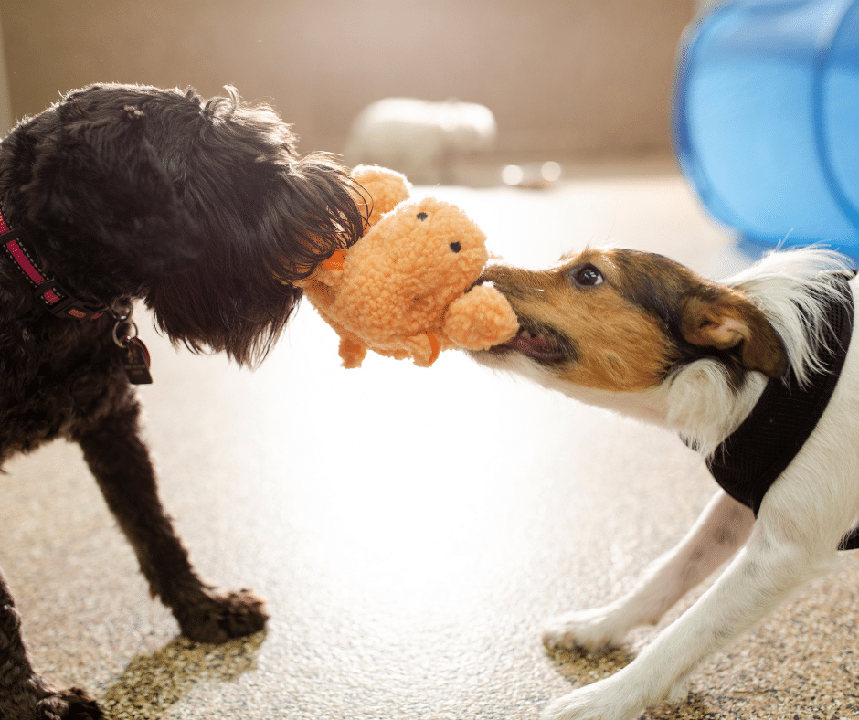 How to Integrate a New Dog into a Multi-Dog Household: Tips for Success