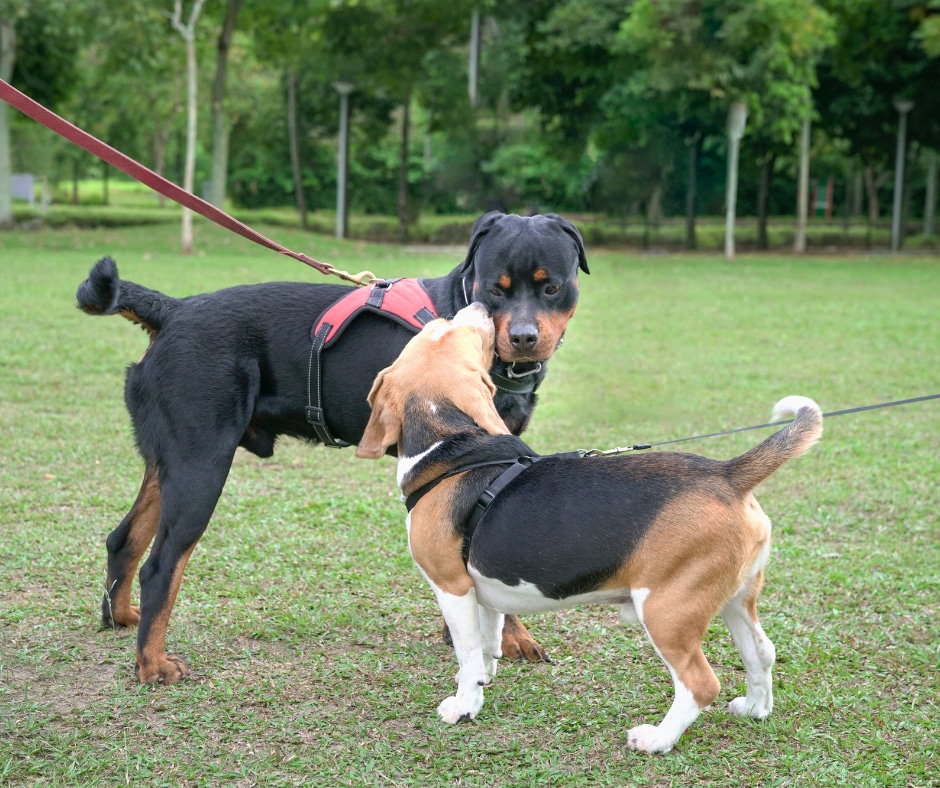 How to Integrate a New Dog into a Multi-Dog Household: Tips for Success