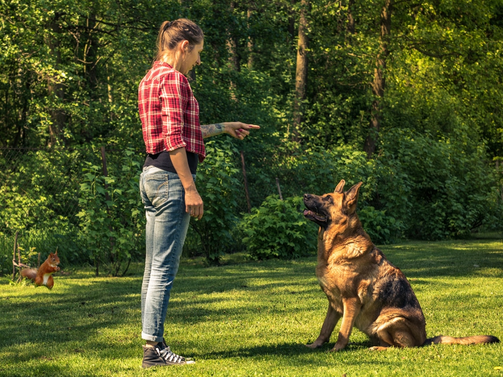 Master the Three Ds of Dog Training in Caledonia: Duration, Distance, Distraction