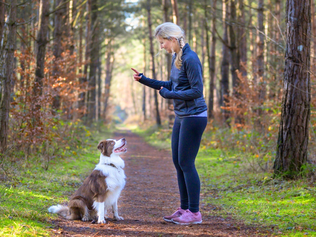 The Power of Timing in Dog Training: A Deep Dive