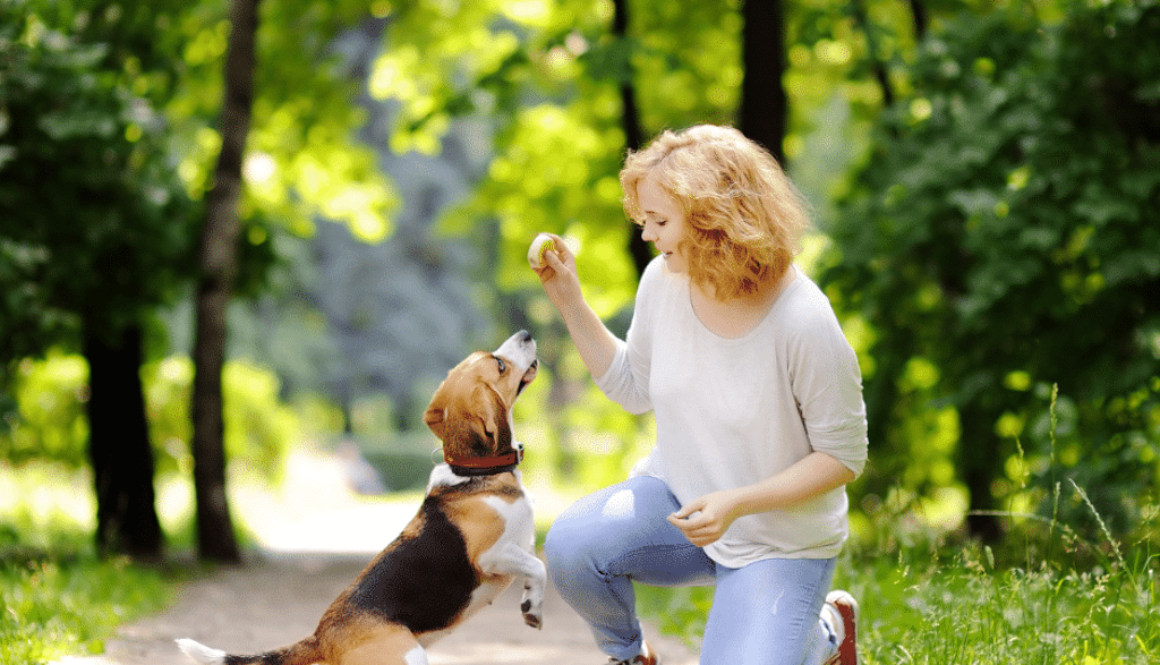 Canine Conversations How to Understand and Communicate with Your Dog