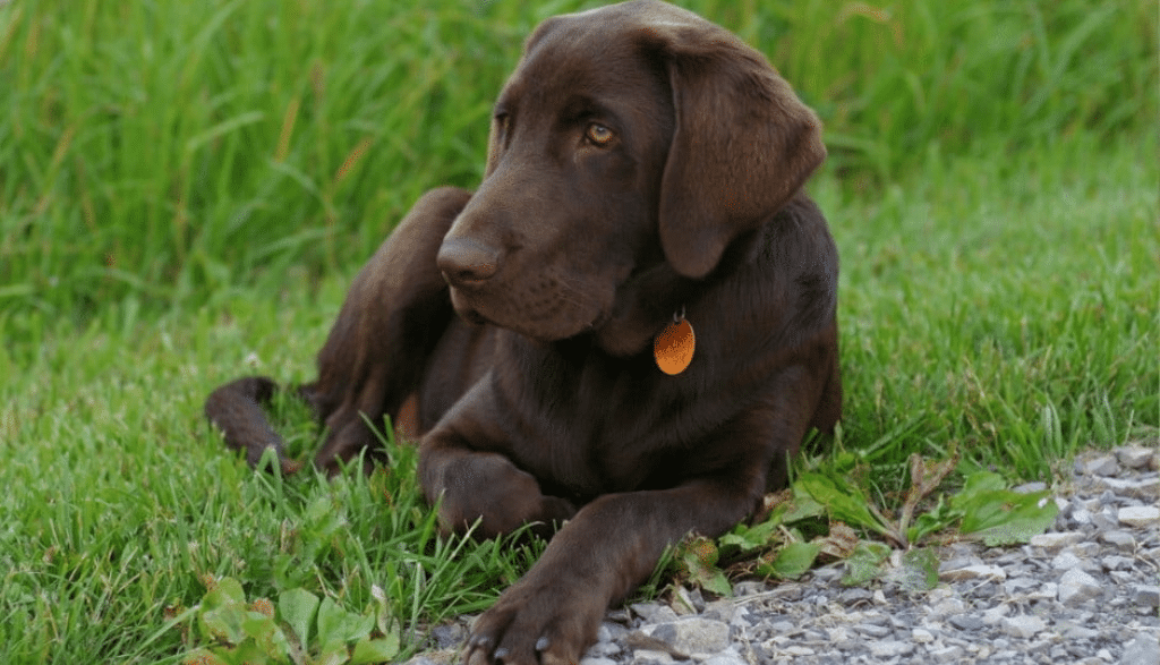 Understanding Canine Stress A Pet Owner’s Guide