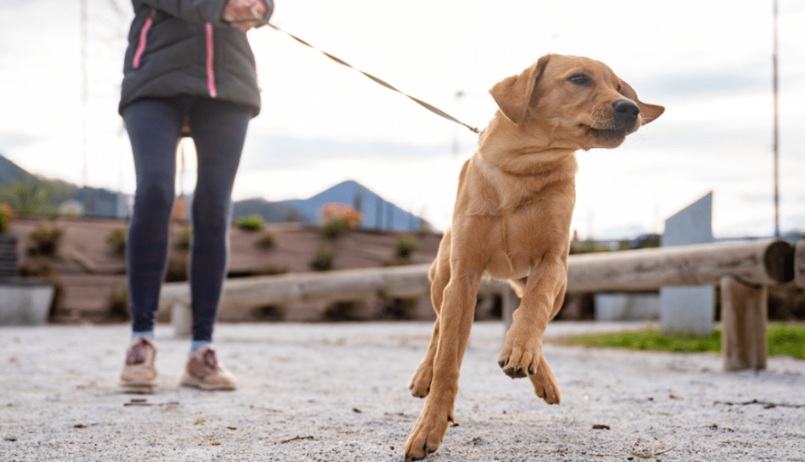 How to Stop Your Dog from Pulling on the Leash Expert Tips for Dog Training in Hamilton
