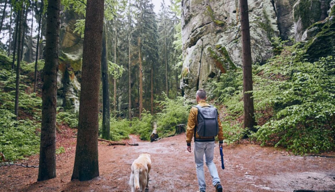 Why Putting Your Dog Back on Leash is Crucial for Training Success