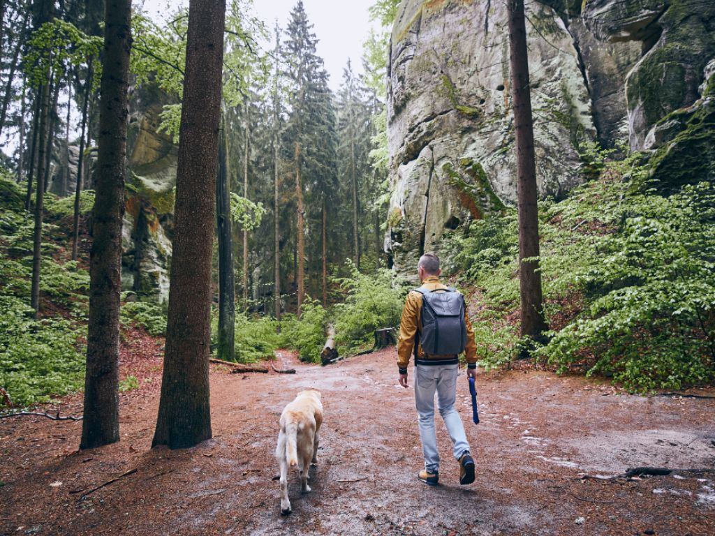 Why Putting Your Dog Back on Leash is Crucial for Training Success