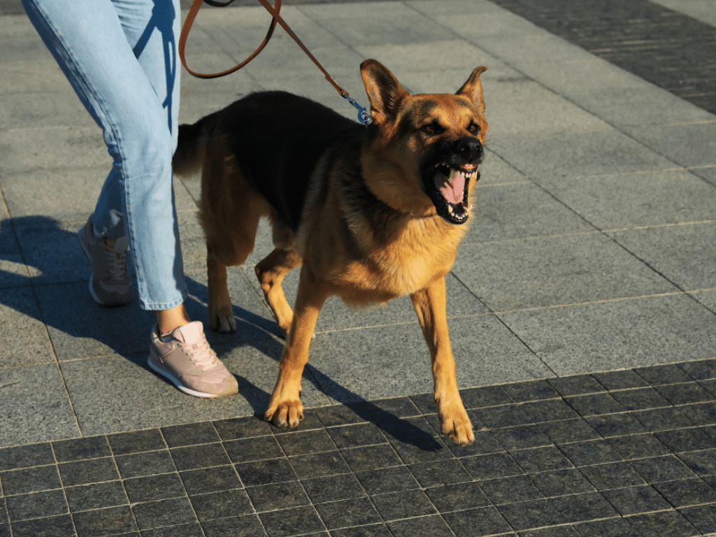 How to Socialise a Reactive Dog: A Step-by-Step Guide