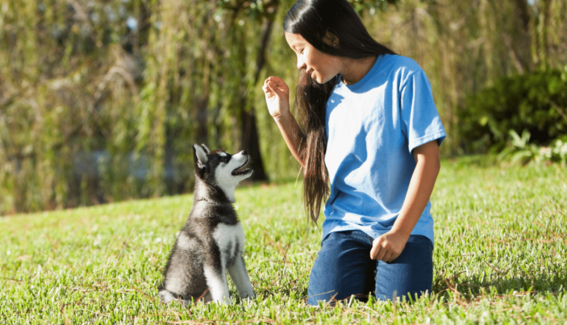 Understanding Superstitious Behaviours in Dog Training