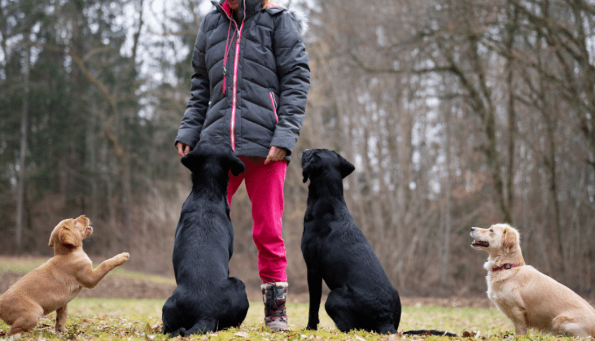 Mastering Dog Training in Hamilton Why Patience is Key to Success