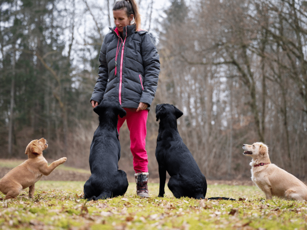 Mastering Dog Training in Hamilton Why Patience is Key to Success