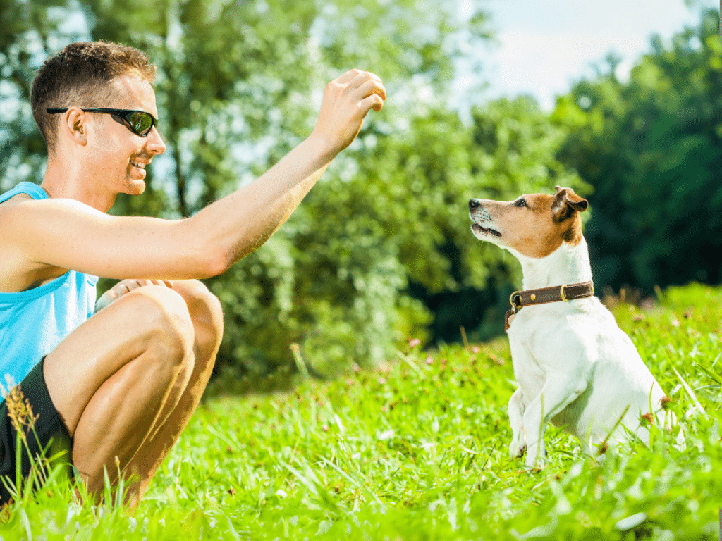 Understanding Dog Drives: The Key to Effective Dog Training in Hamilton