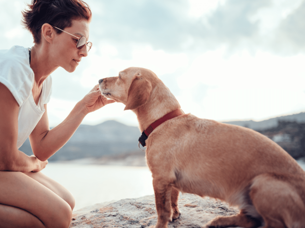 Mastering the Four Stages of Dog Training for Lasting Results