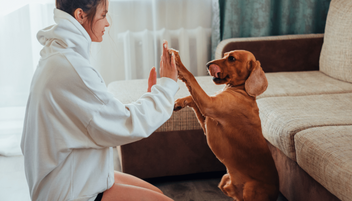 Why It Is Better to Be a Proactive Dog Trainer and Not a Reactive Dog Trainer