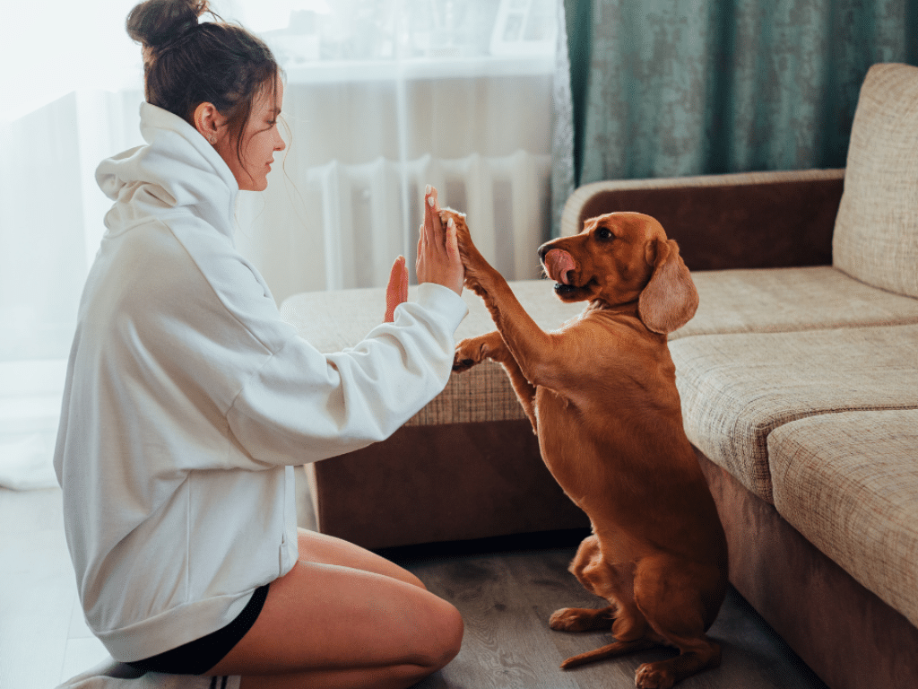 Why It Is Better to Be a Proactive Dog Trainer and Not a Reactive Dog Trainer