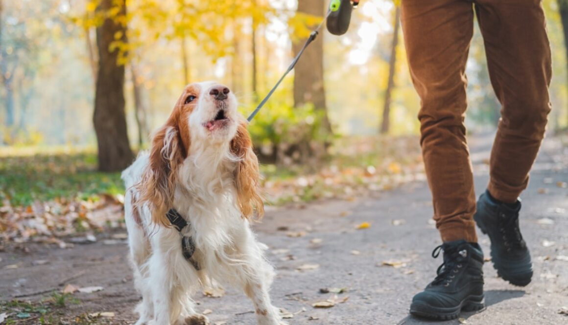 How-to-Stop-Dog-Barking-Proven-Strategies-from-Hamiltons-Top-Dog-Trainers