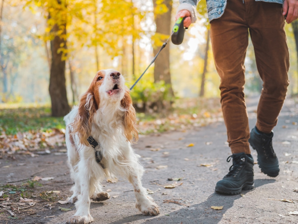 How-to-Stop-Dog-Barking-Proven-Strategies-from-Hamiltons-Top-Dog-Trainers