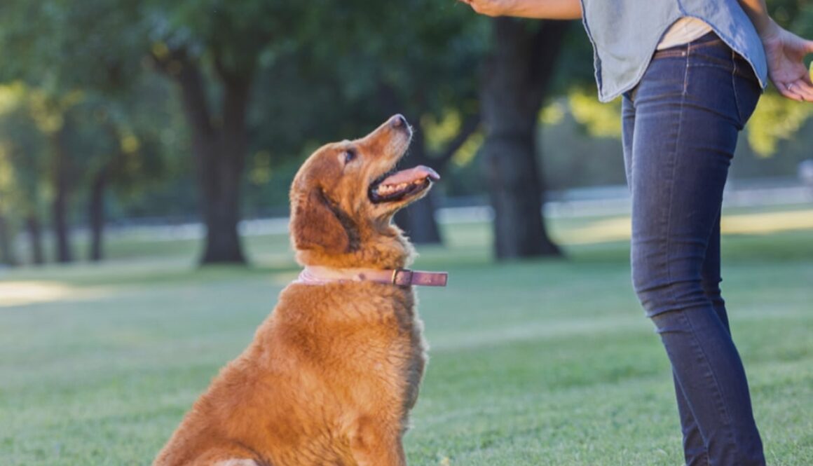 Master-Differential-Rewards-for-Effective-Dog-Training-in-Hamilton