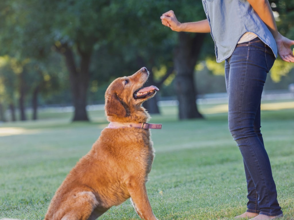 Master-Differential-Rewards-for-Effective-Dog-Training-in-Hamilton