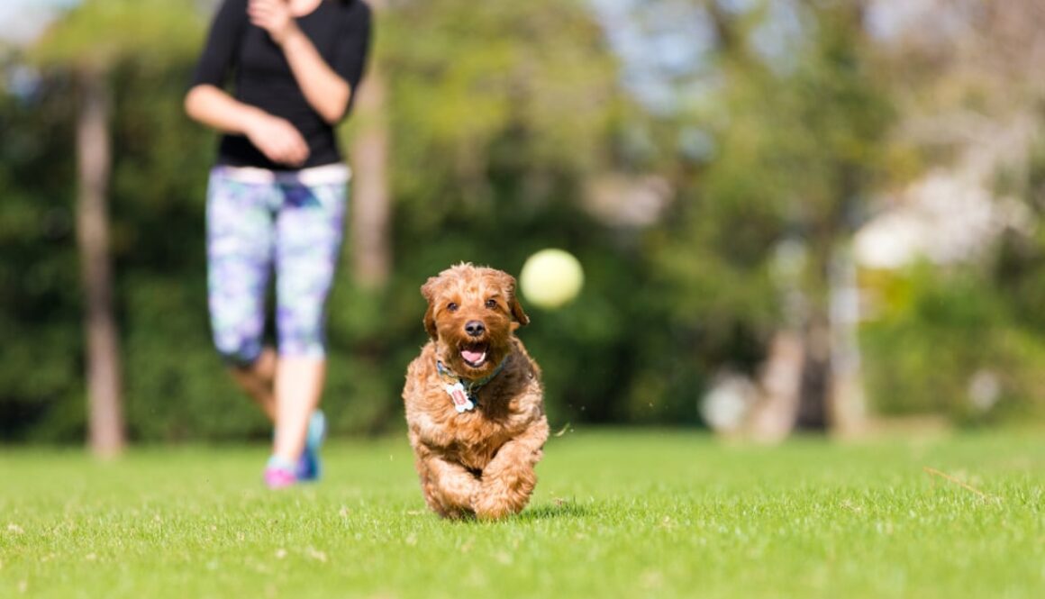 The-Value-of-Play-in-Dog-Training-as-a-Reward