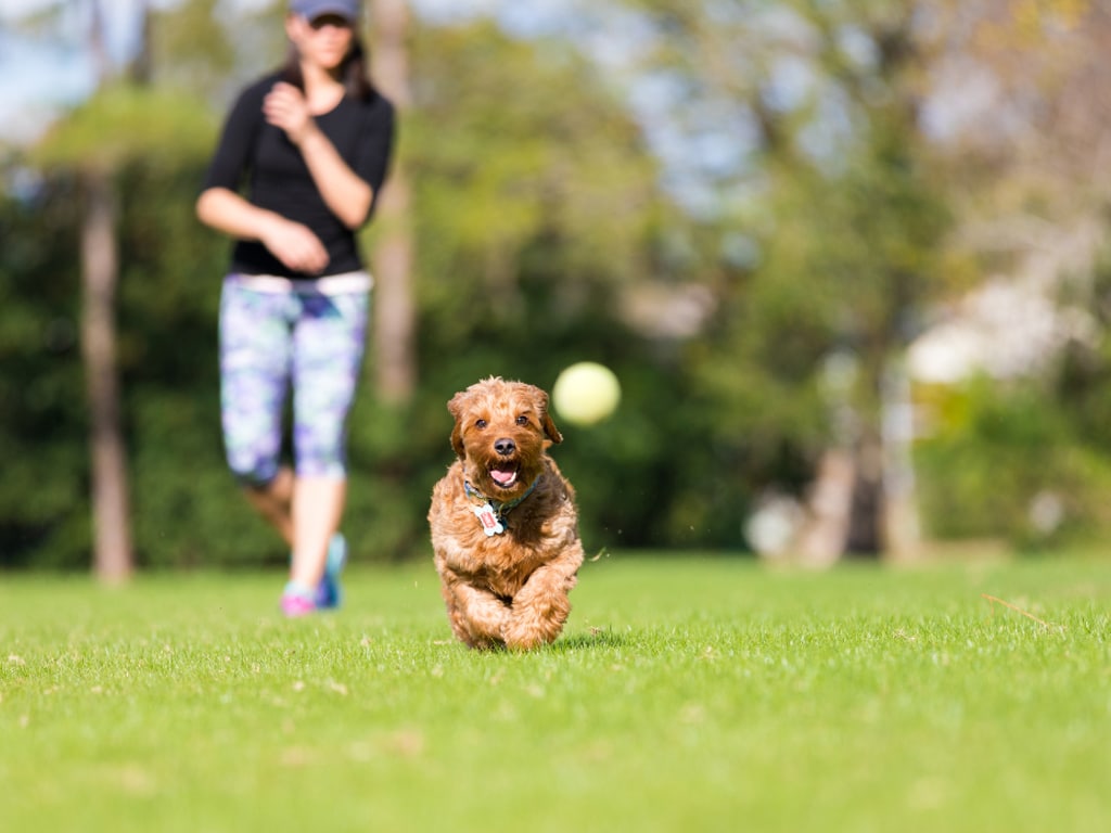 The Value of Play in Dog Training as a Reward