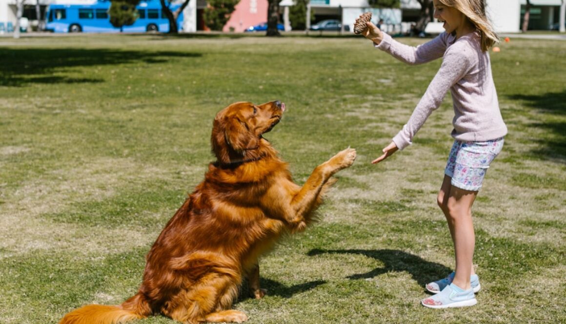 The-Biggest-Myths-About-Dog-Training-Debunked-by-Professionals