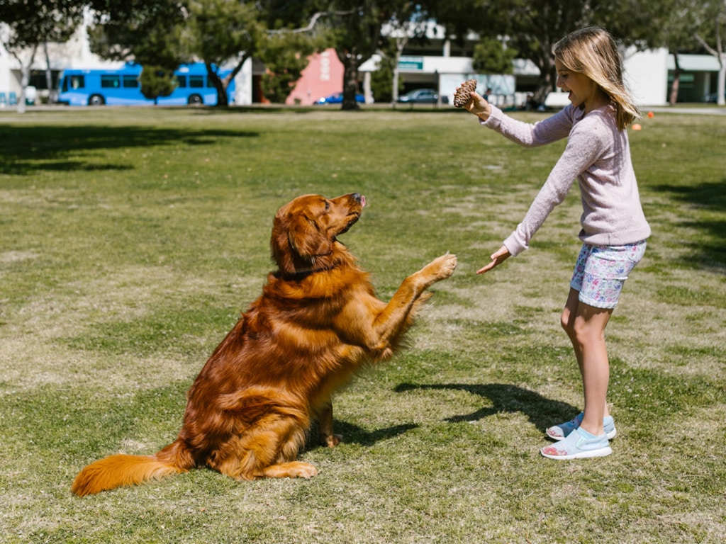 The Biggest Myths About Dog Training: Debunked by Professionals