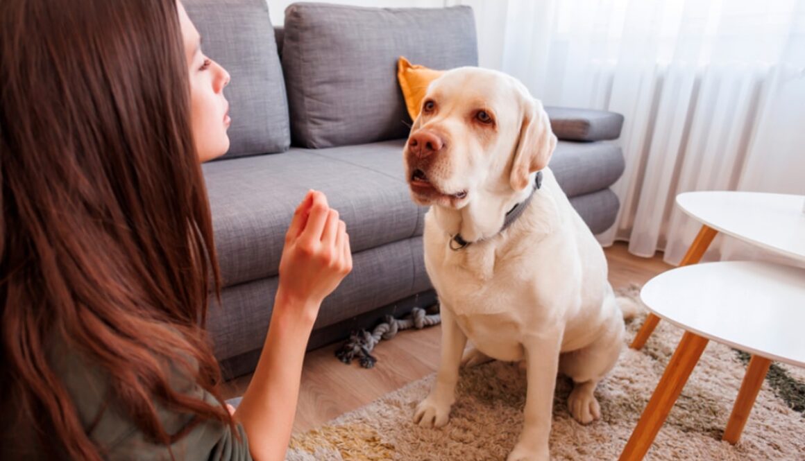 Understanding-the-Four-Quadrants-of-Dog-Training