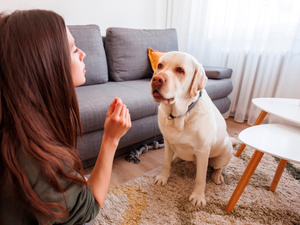 Understanding the Four Quadrants of Dog Training: A Comprehensive Guide for First-Time Dog Owners in Hamilton