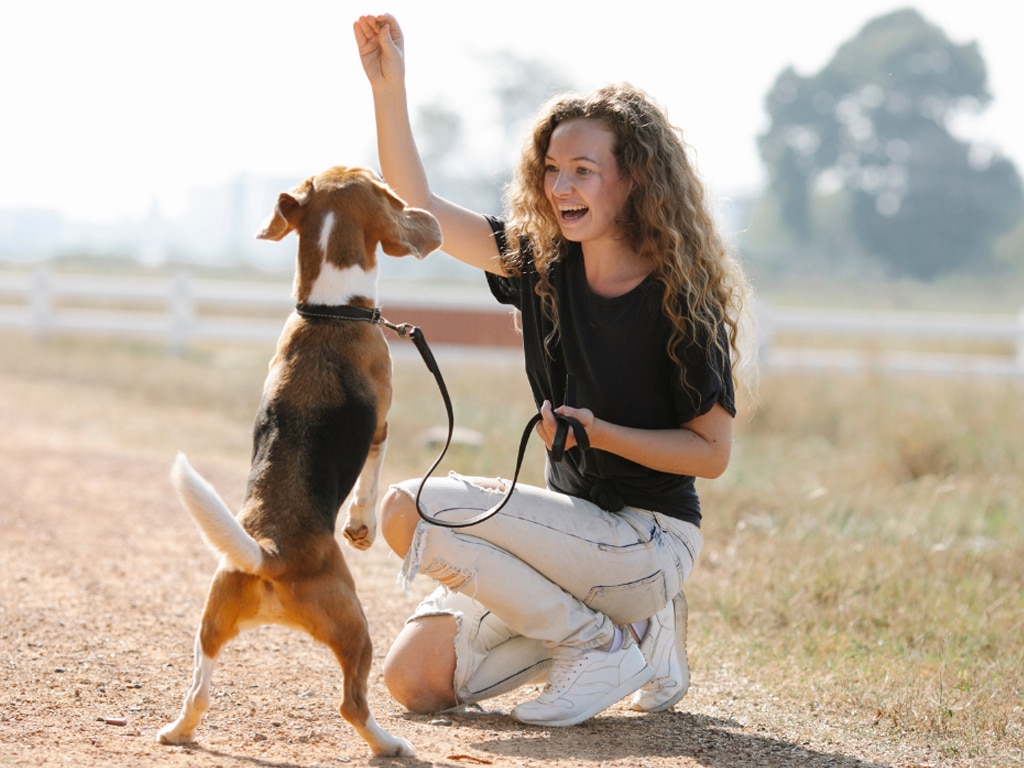 Mastering the A B C of Dog Training: The Complete Guide for Beginners