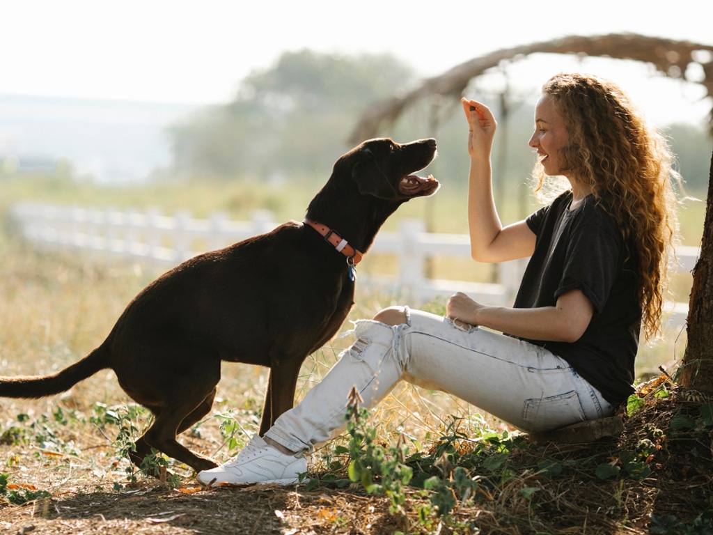 Luring-vs-Shaping-in-Dog-Training-5-Proven-Tips-to-Help-You-Choose-the-Best-Method