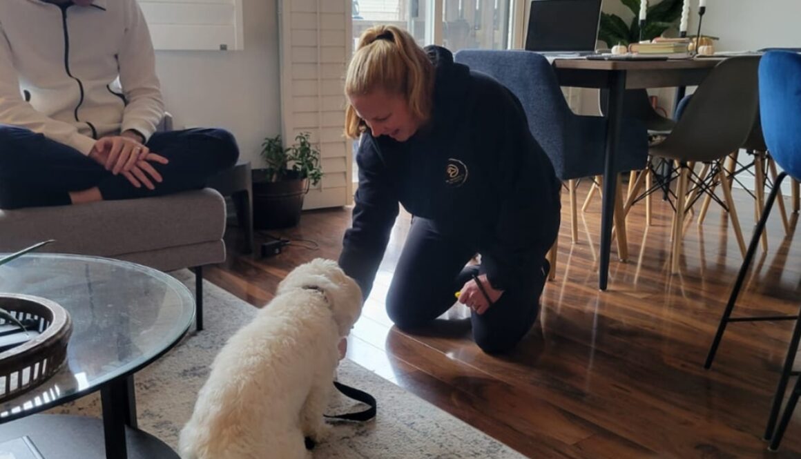 Rewarding Progress in Dog Training- 12 Expert Strategies Every Hamilton Owner Must Know