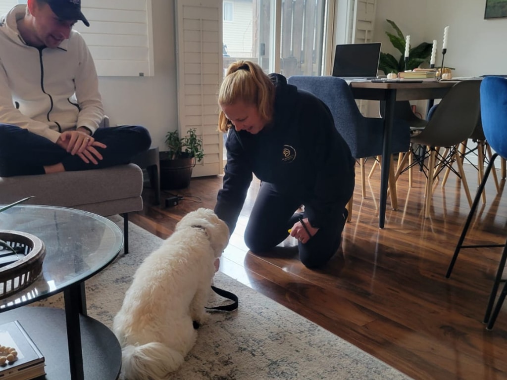 Rewarding Progress in Dog Training- 12 Expert Strategies Every Hamilton Owner Must Know
