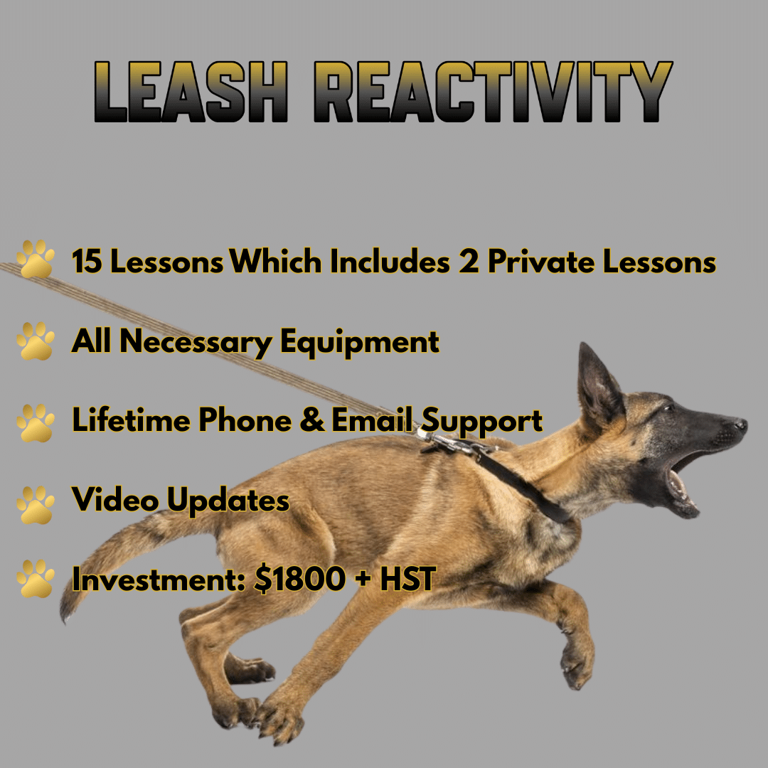 LEASH REATIVITY